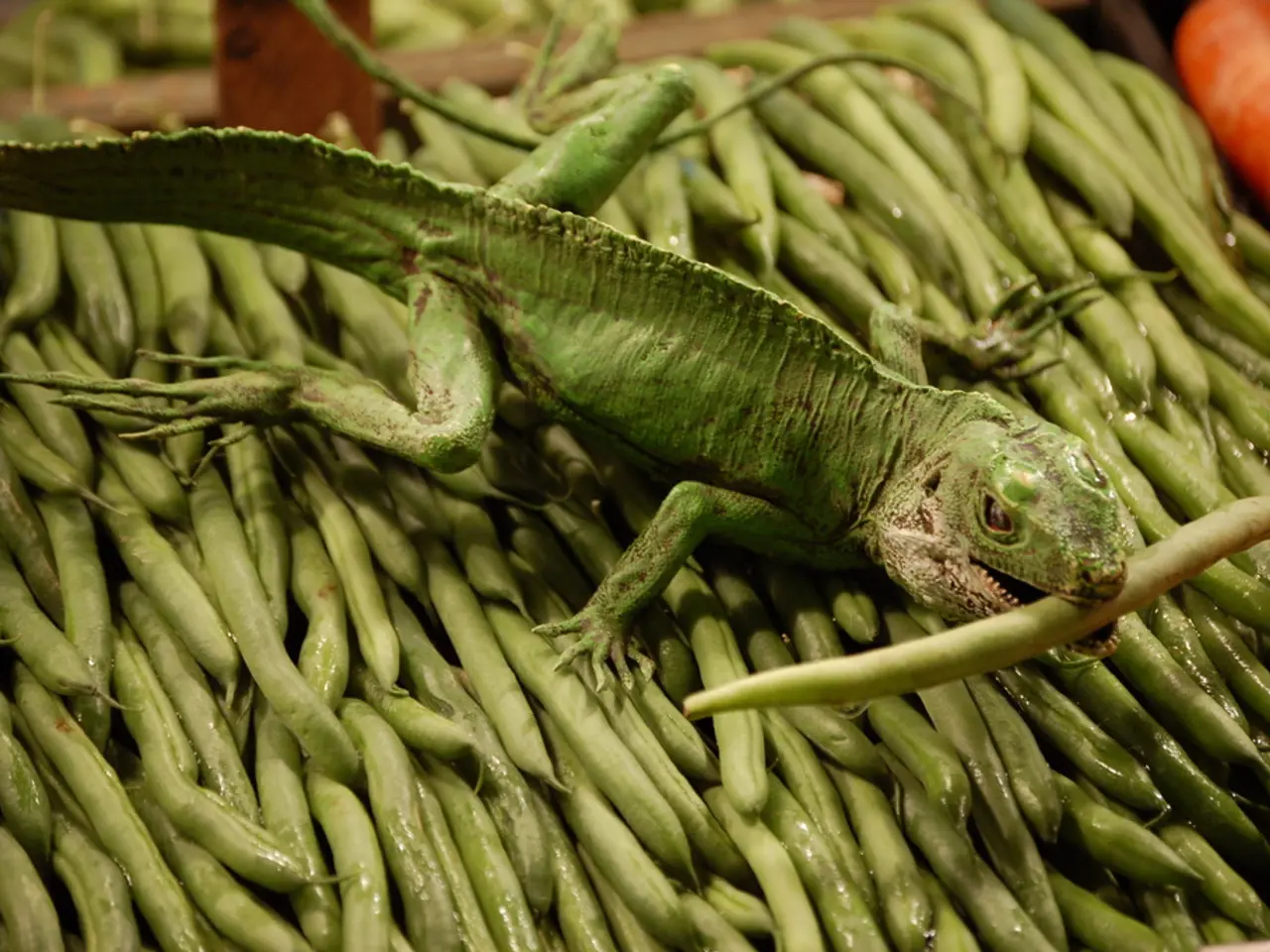 Discover the newly detected Tohu gecko species of New Zealand, which has previously gone unnoticed...