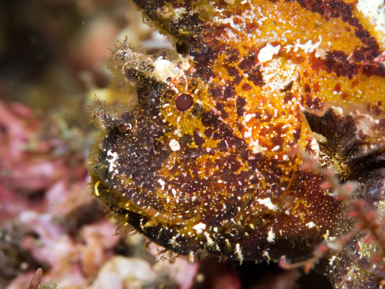 Latest Top-notch Underwater Camera Equipment for 2020 and 2021