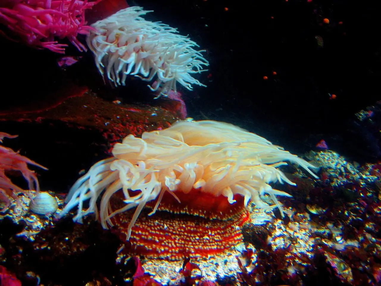 Funding of Over $8 Million in Series A Secured for Expansion of Coral Vita's Reef Restoration...