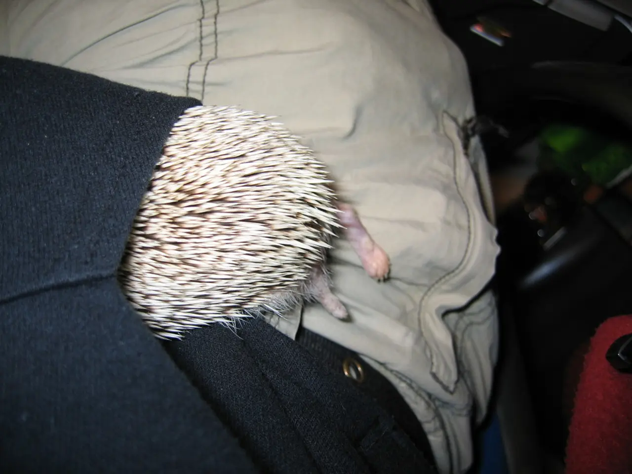 Marble Introduces Comprehensive In-App Marketplace for Pet Insurance Policies