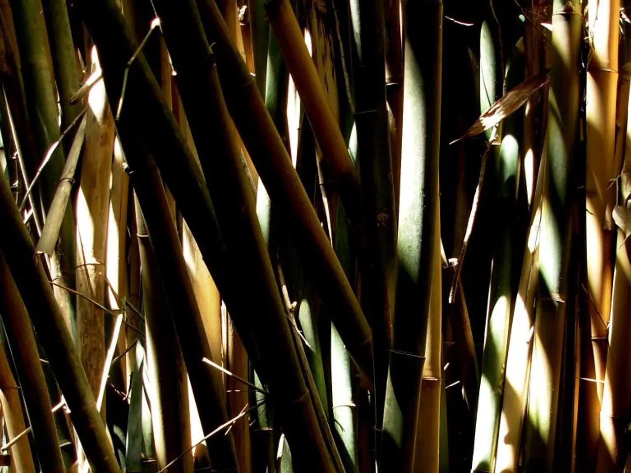 In this image we can see bamboo sticks.