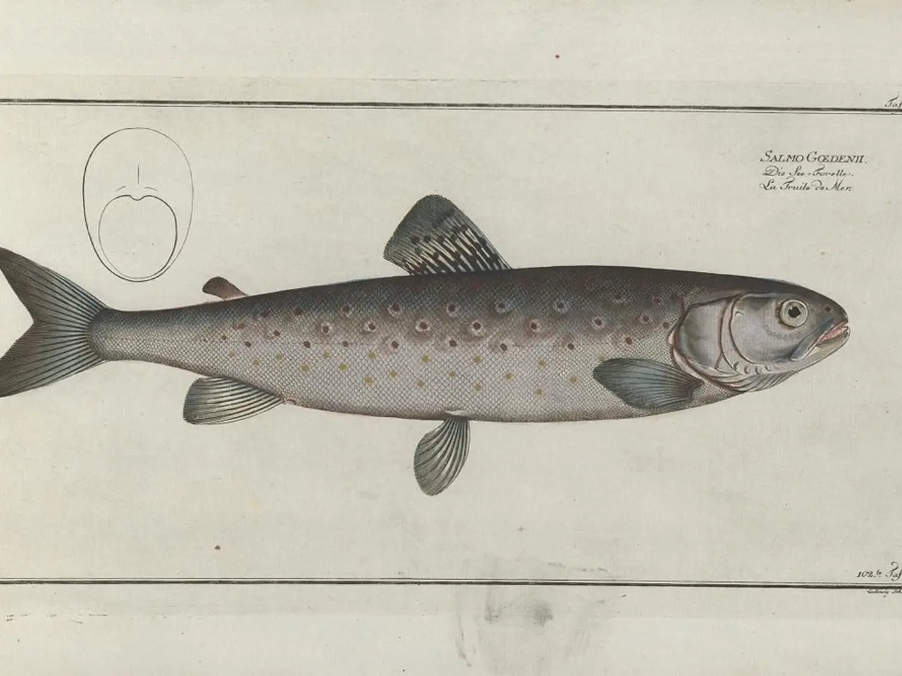 In this image there is a drawing of a fish, and there is a text.