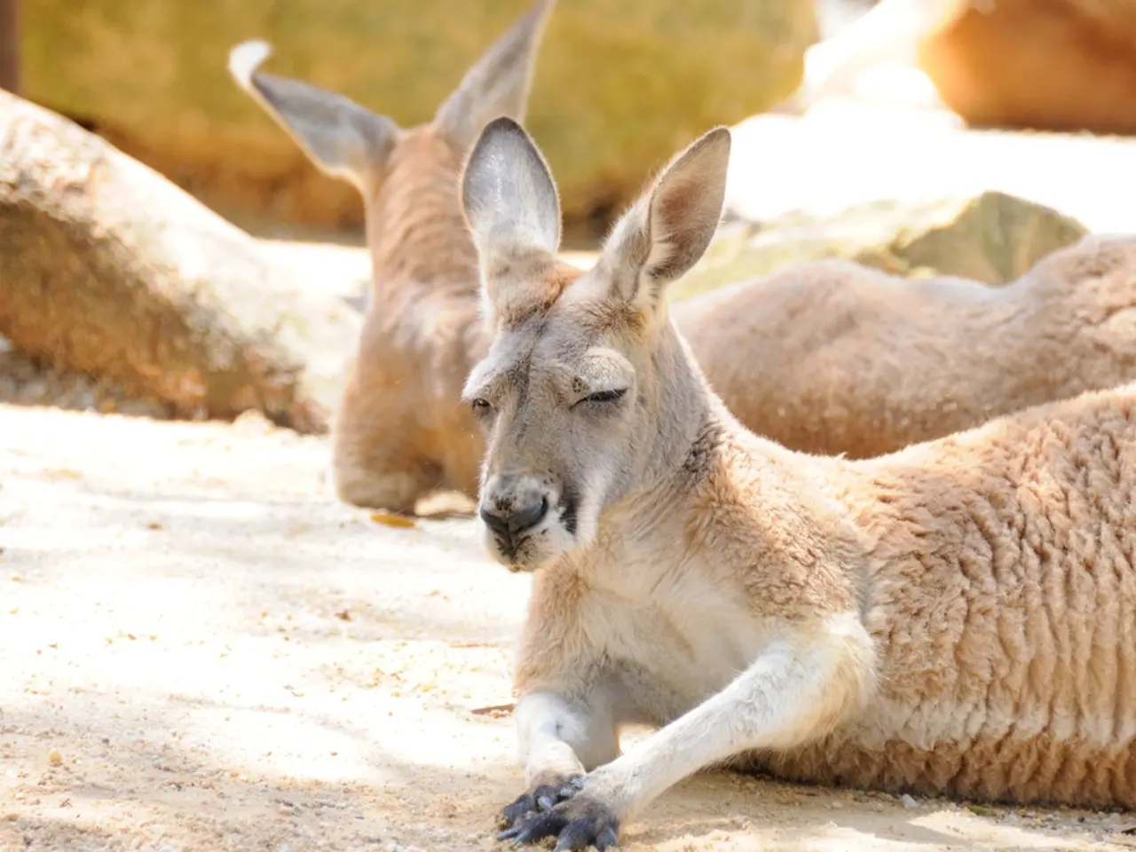 In the picture I can see few deer sitting on a sand ground and there are some other objects in the...