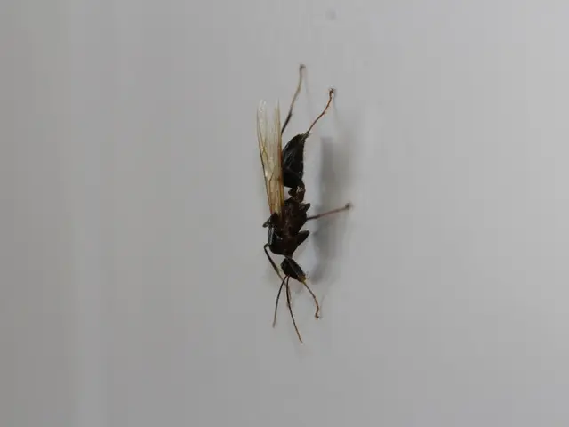 Incident Report: Collision of Drone in Singapore - Apprehend those accountable, yet shield...