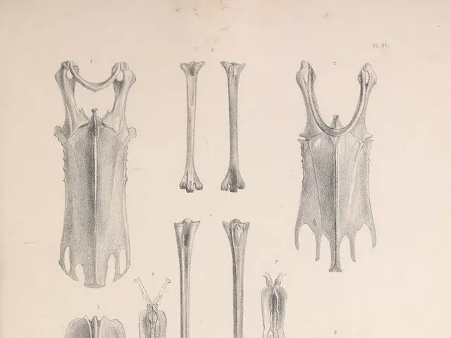 Technical Analysis of Bones Suggests Possible Increase