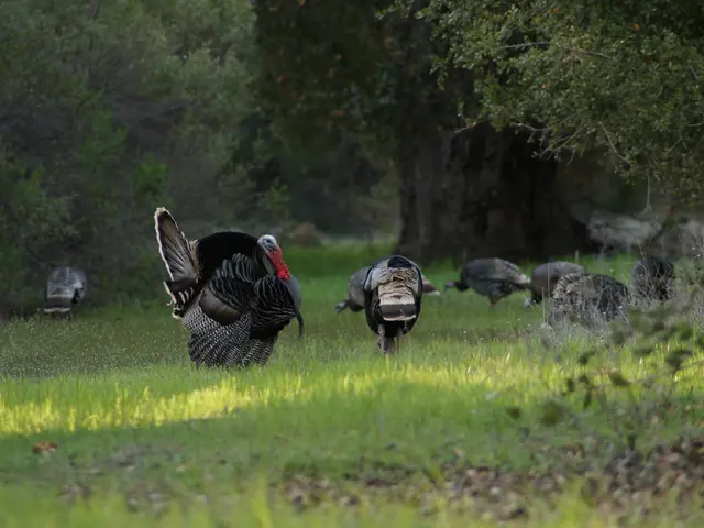 Stocks in Istanbul showing signs of a reversal in the lackluster performance observed during the...