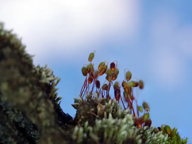 Dichotomy Between Refractor and Maksutov-Cassegrain Telescopes: Essential Distinctions