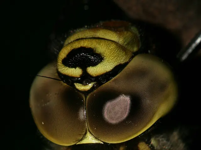 Street lamps in Baden-Württemberg feature narrow openings, resulting in significantly fewer insects...