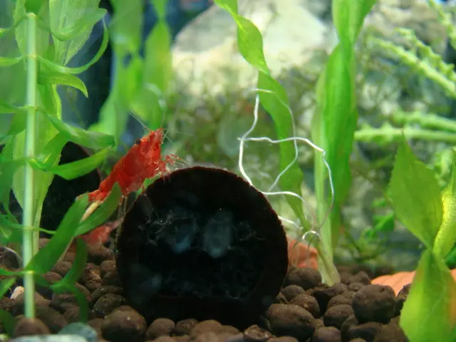 Genetic Engineers at MIT Successfully Develop Luminescent Plants Through Nanotechnology