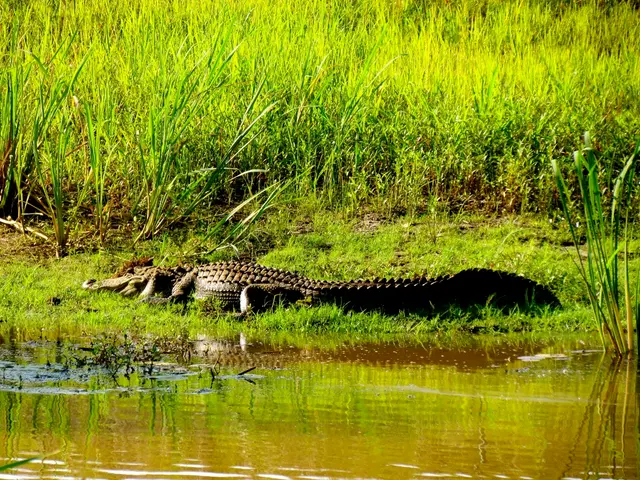 Humanity's Potential Salvation Discussed: Space Vessel Proposal by Elon Musk