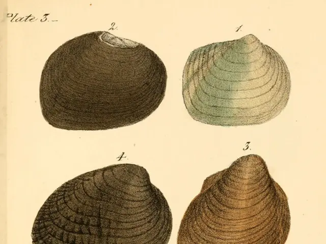 Personalizing Windows Terminal for an impressive appearance in PowerShell and WSL: 3...