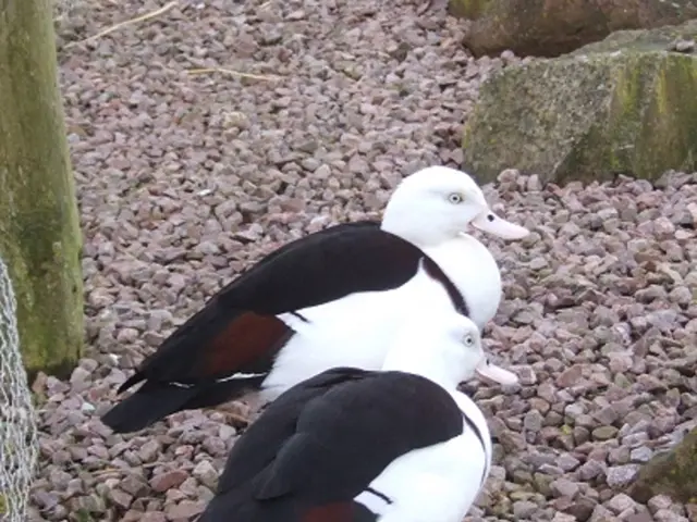 Ethereum Developers Plan to Implement Pectra Hard Fork on Mainnet in March