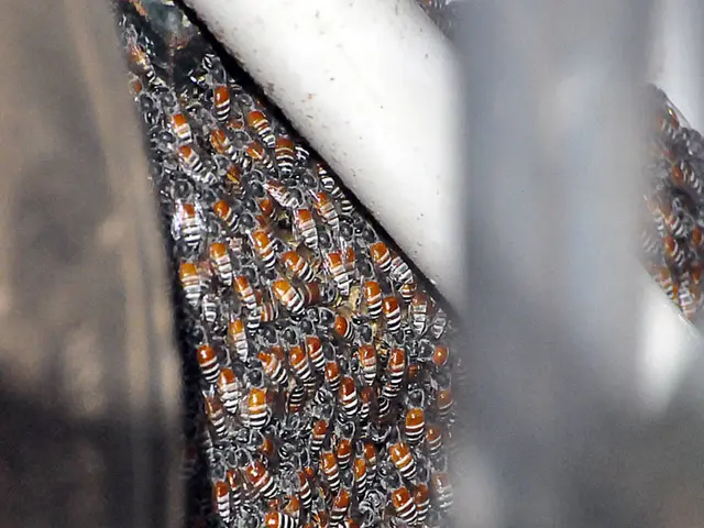 Delve into the World of Honeybee Robotics: Be Part of Innovation's Tomorrow