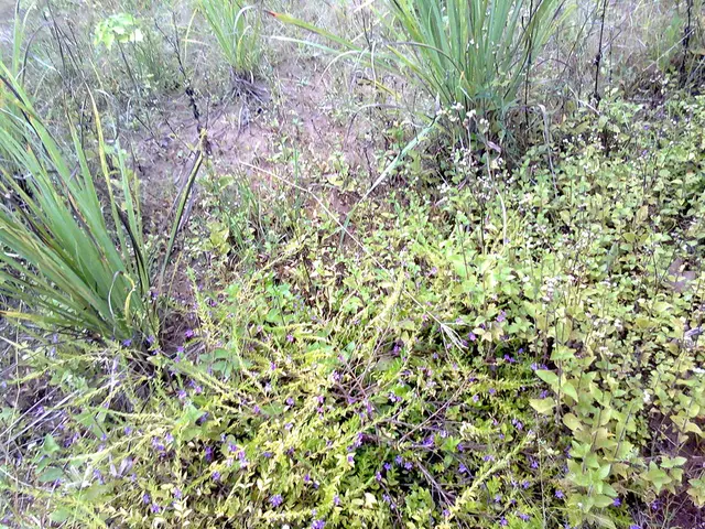 Planetary climate impacts caused by cosmic phenomena - Comprehensive overview and in-depth...