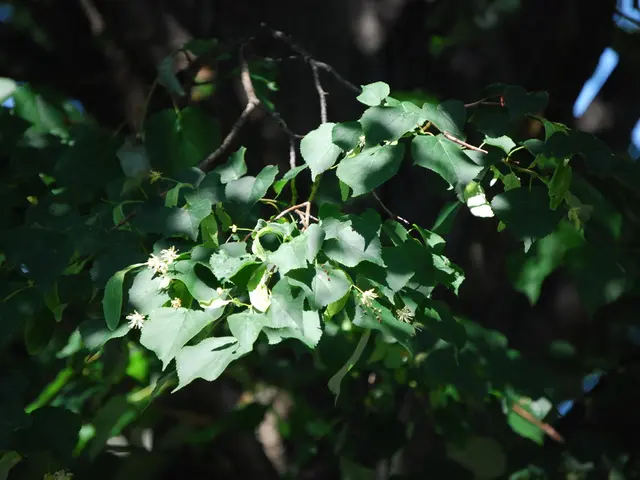 Santander will be shutting down 18 of its branches in the US by August.