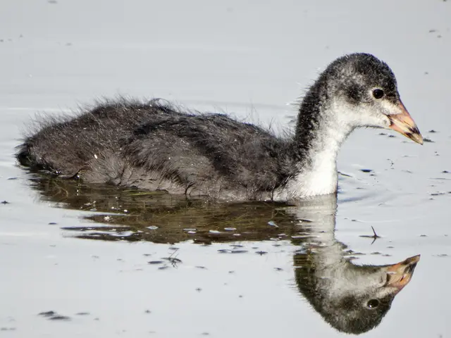A bird enthusiast has transformed a PNG file into a bird-like waveform and trained a young starling...