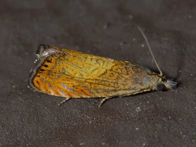 Stunning Milky Way Time-Lapse Captured Above Frisco, Showcasing Potential UFO Sighting