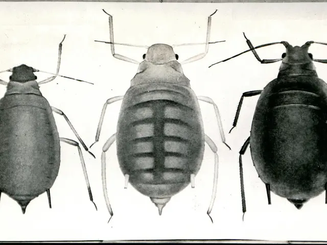 Exploring Linus Torvalds' Reservations Regarding Bcachefs in the Upcoming Linux 6.9 Version Release