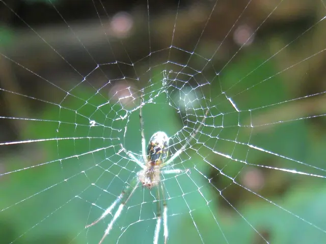 Navigating the process of connecting a domain name to web hosting and steering clear of frequent...