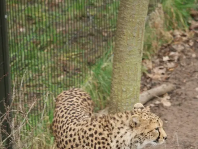 Unmask the Deceptive Python Package: Unnoticed Attack on AWS and macOS Data