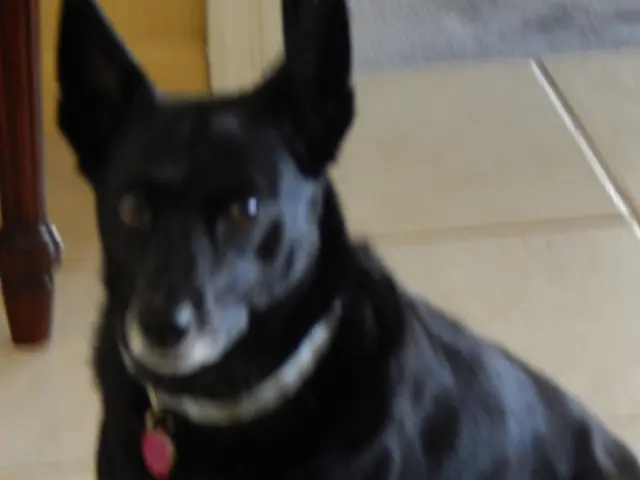 August marks the beginning of dog stock recordings