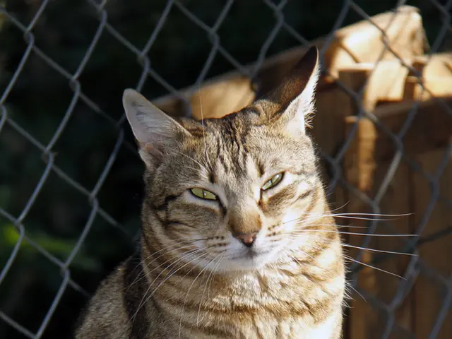 Web3 Traffic Optimization: Shib Alpha Layer and Rollups for a More Intelligent Blockchain Ecosystem