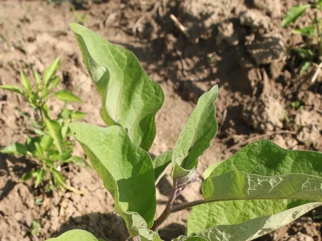 Mars Agriculture: Insights from Arid Soil Conditions