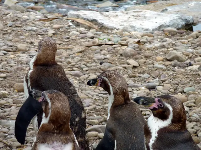 Instructions for Installing Apache Tomcat 11.0.7 alongside Nginx and SSL on Rocky Linux 9