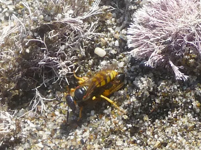 Nests of radiation-emitting wasps discovered near a past nuclear weapons manufacturing facility