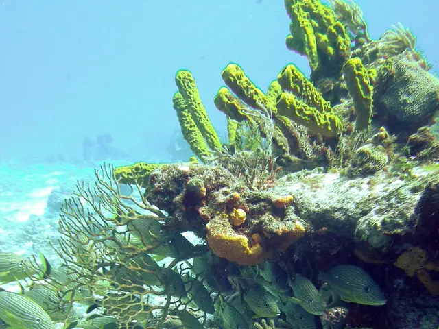 Underwater photography enthusiasts get a closer look at the Sea & Sea YS-D3 Strobe in this detailed...