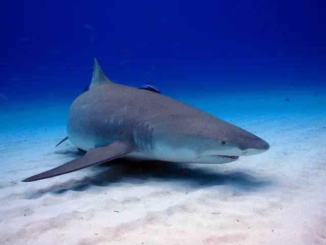 Google Experimenting with AI Communication for Dolphins: A Serious Effort