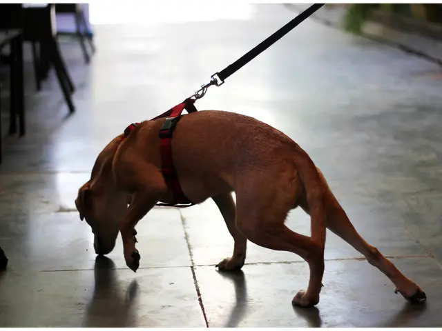 Could AI offer a potential solution for India's stray dog problem?