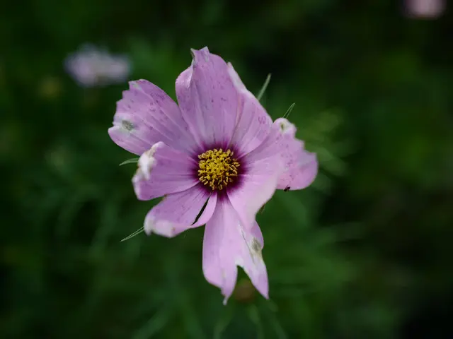Unveiling the Puzzle: Exploring the Purple Glow on Your TCL Soundbar