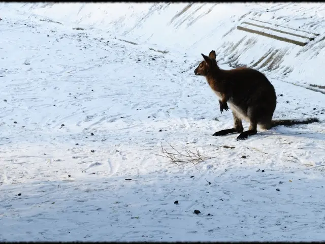 Australian Stock Market Sustains Early Drops in Mid-trading