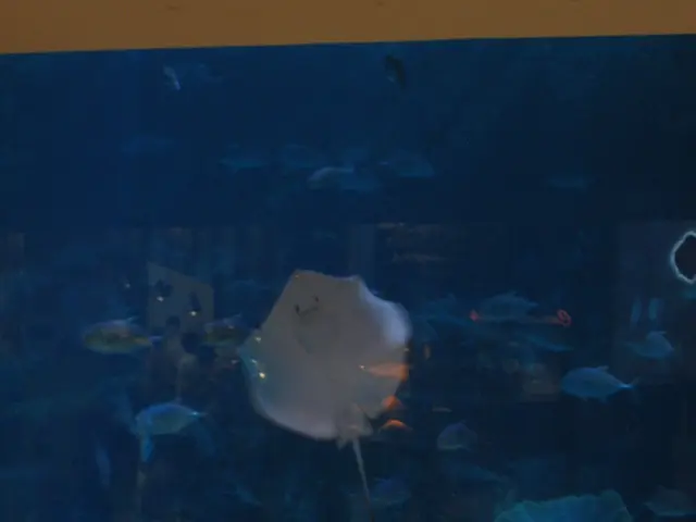 Guide for Correctly Selecting an Aquarium's Return Pump Dimension