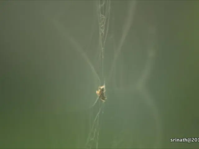 Finance platform shifts to a fresh domain following successful recovery from DNS assault.