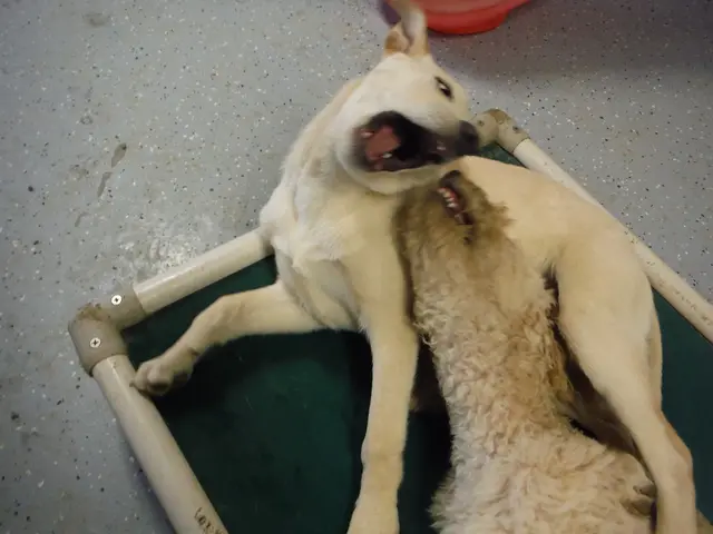 Dogecoin surges by 20% as investment firm accumulates Doge, Exchange-Traded Fund approaches release