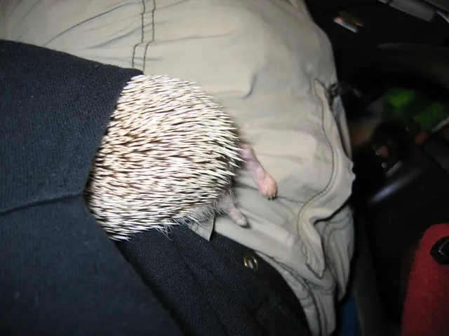 Marble Introduces Comprehensive In-App Marketplace for Pet Insurance Policies