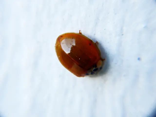 Chrome addressing actively exploited security flaw (CVE-2025-10585) in its browser