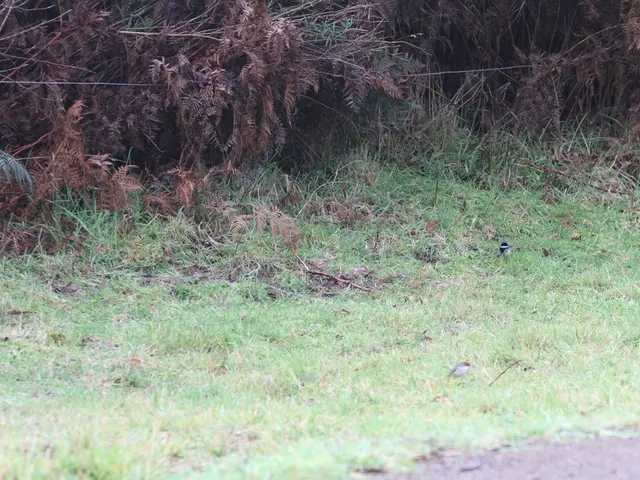 This image consists of green grass. In the background, there are plants. At the bottom, there is a...