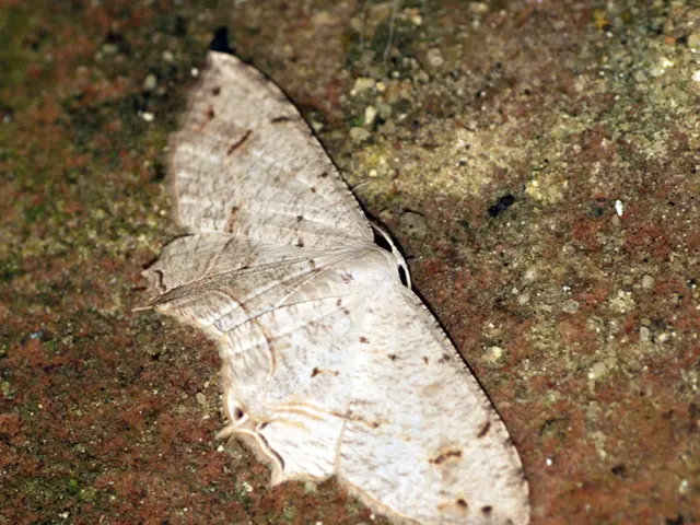 In the middle of the picture there is an insect. The insect is on a red surface.