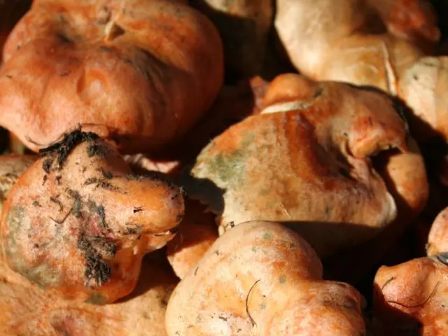 In this image I can see few objects which are orange and yellow in color.