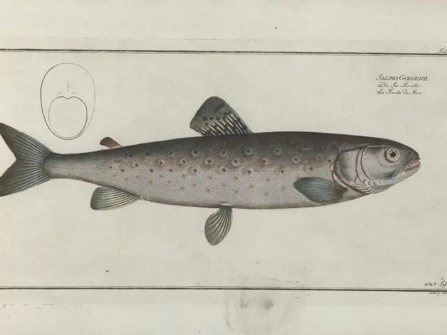 In this image there is a drawing of a fish, and there is a text.