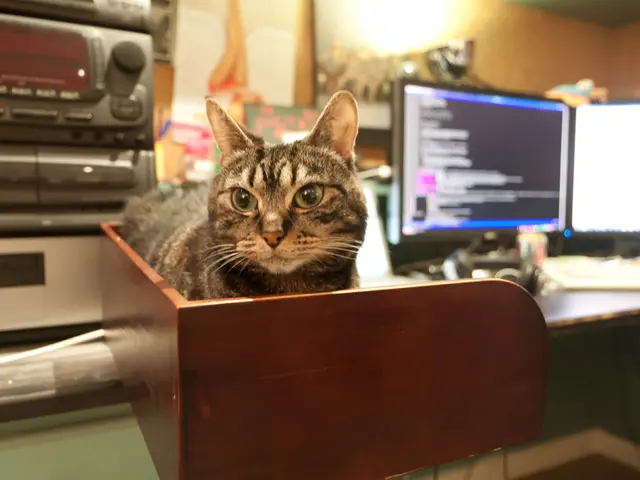 As we can see in the image there is a laptop, keyboard and a cat.