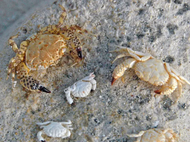 In this image there are some scorpions, and in the background there is wall.