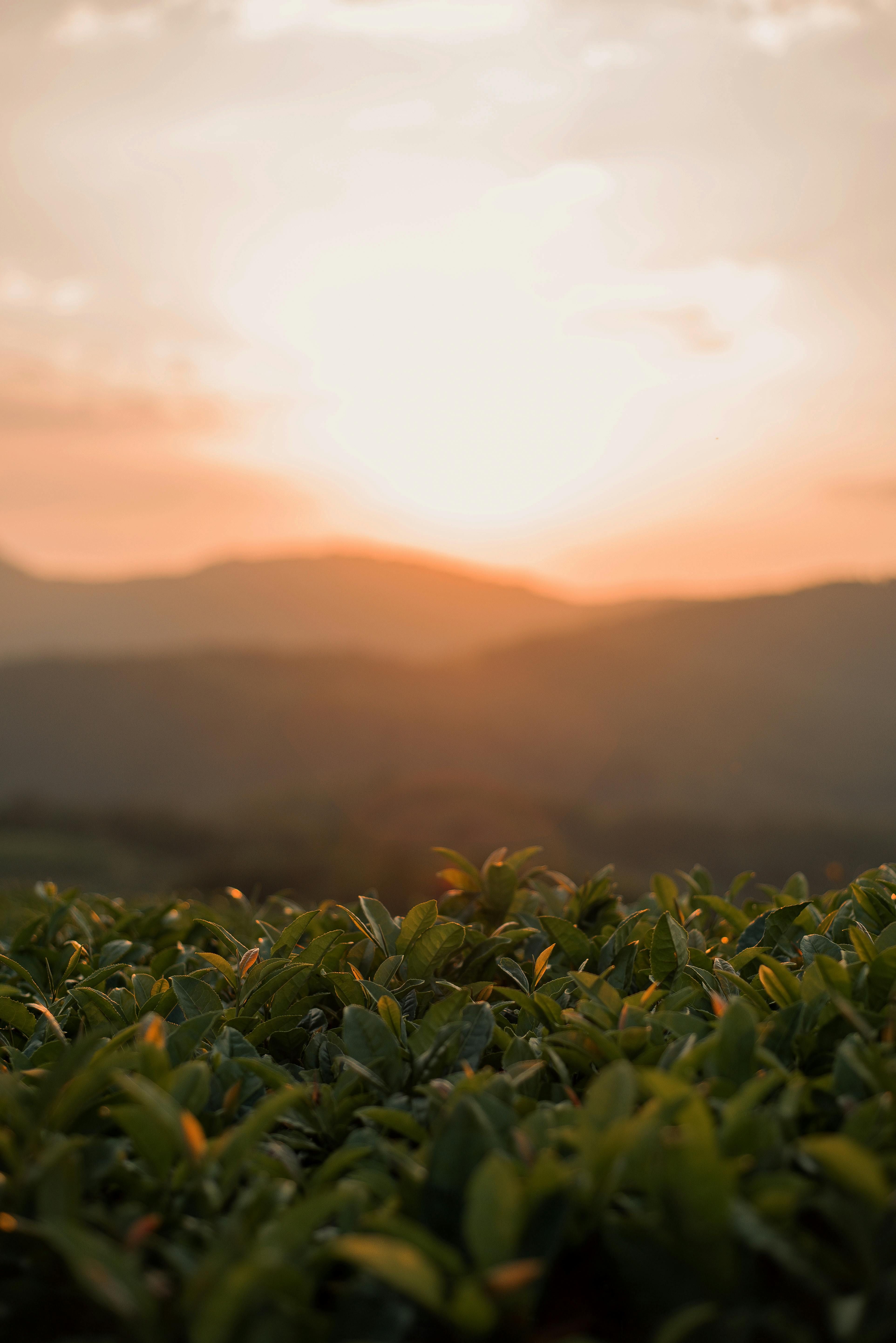 Despite underperforming the market in the past year, analysts continue to hold a positive outlook for Microchip Technology's future growth prospects.